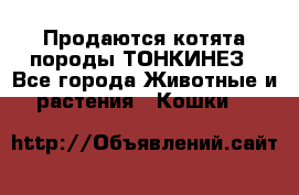 Продаются котята породы ТОНКИНЕЗ - Все города Животные и растения » Кошки   